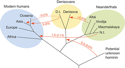 Генетики прочитали геном неандертальца с Алтая