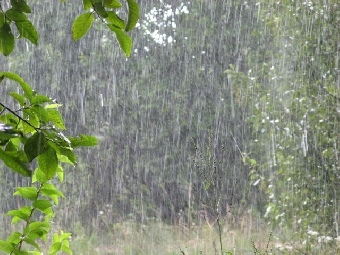 Сильные дожди и грозы пройдут в Беларуси на текущей неделе