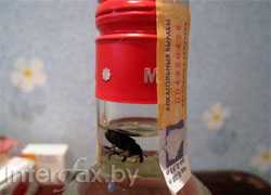 Водка с тараканом - белорусская новинка (Фото)