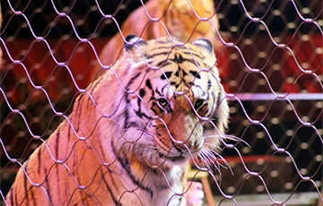 В Беларуси потребовали запретить цирки с животными