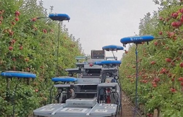 В Израиле на ферме яблоки собирает робот