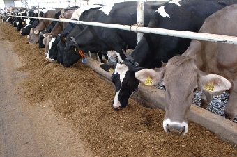 Не менее 105 молочно-товарных ферм построят в Беларуси в 2012 году