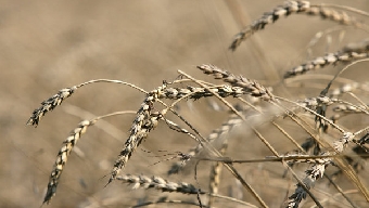 Правительство рассчитывает на рекордный урожай зерновых в 2012 году