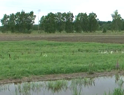 Ливень затопил тысячи гектаров полей в Брестской области