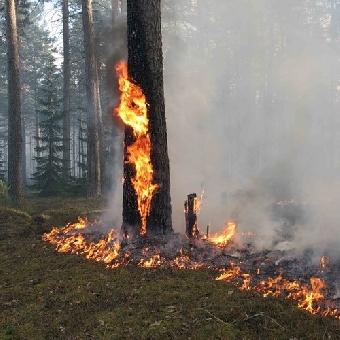Одиннадцать лесных пожаров произошло в Беларуси за минувшие сутки