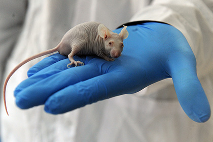 Лабораторных крыс освободили от НДС