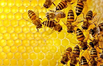Под Гродно построят гигантский пчелиный улей
