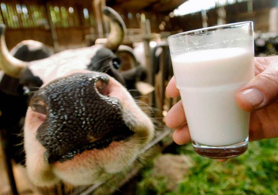 Новые санкции России против белорусского молока
