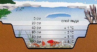 Температура воды в водоемах Беларуси составляет от 16 до 25 градусов