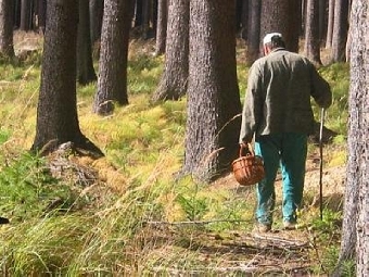 Пропавший в лесах Гомельской области пенсионер нашелся в Украине