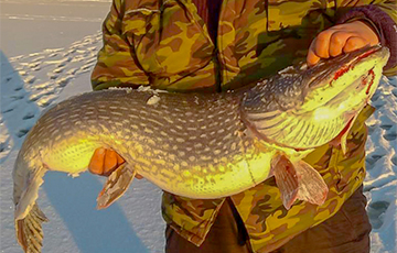 Жители Кличева поймали на зимней рыбалке огромную щуку