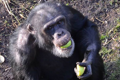 У шимпанзе обнаружили способность обучаться иностранной речи