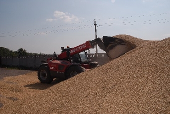 Беларусь не планирует поставлять зерно на экспорт