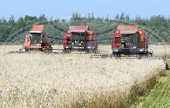 Уборку зерновых в Беларуси планируется провести за 18-24 дня - Павловский