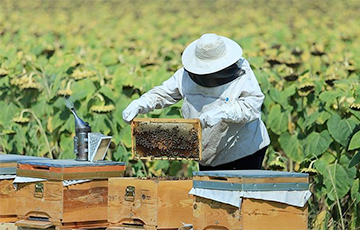 «Страдают множество пчеловодов по всей Беларуси»