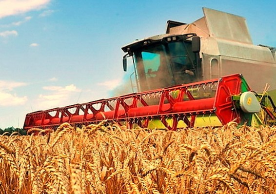 Сельхозпроизводство в Беларуси падает стремительней, чем выпуск промышленной продукции