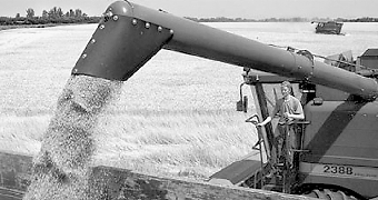 В Беларуси собрано 4 млн.т зерна