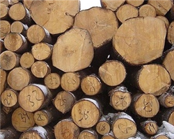 В уставных фондах ряда предприятий деревообработки будет увеличена доля государства