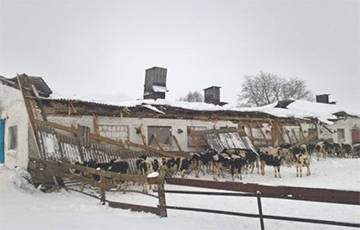 В Могилевской области из-за снега обрушилась крыша на ферме с коровами