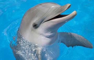 Ученые: Дельфины узнают себя в зеркале раньше детей