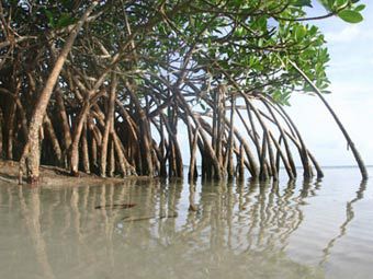 Фиджи призвали защитить мангровые заросли