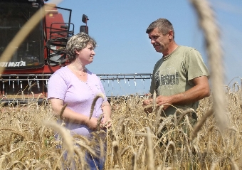 Зерновые и зернобобовые в Беларуси убраны почти на 61% площадей