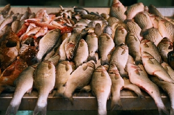 В Беларуси не зафиксировано случаев попадания в магазины зараженной церкариями рыбы