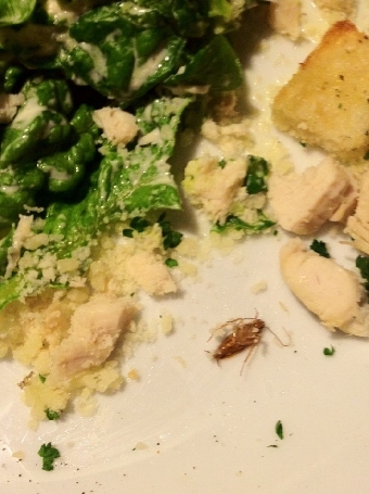 Посетительница минского кафе нашла в тарелке таракана (Фото)