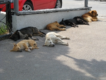 В резиденции Лукашенко живут кошки, собака, корова, козы и куры