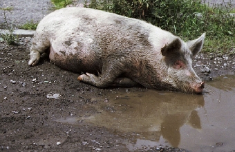 Беларусь ограничила ввоз свинины из Ярославской области из-за африканской чумы свиней