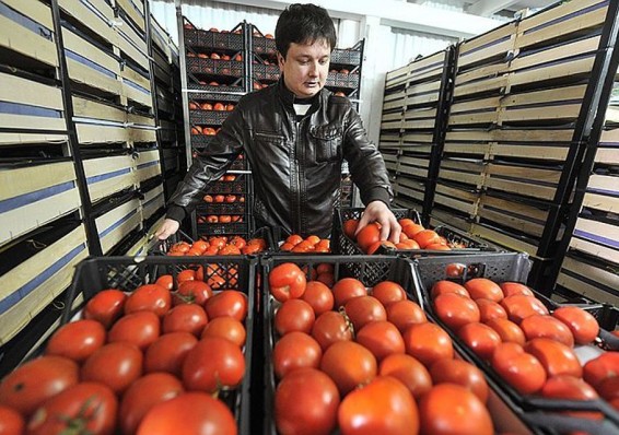Россельхознадзор завернул 40 тонн турецких помидоров и кабачков из Беларуси