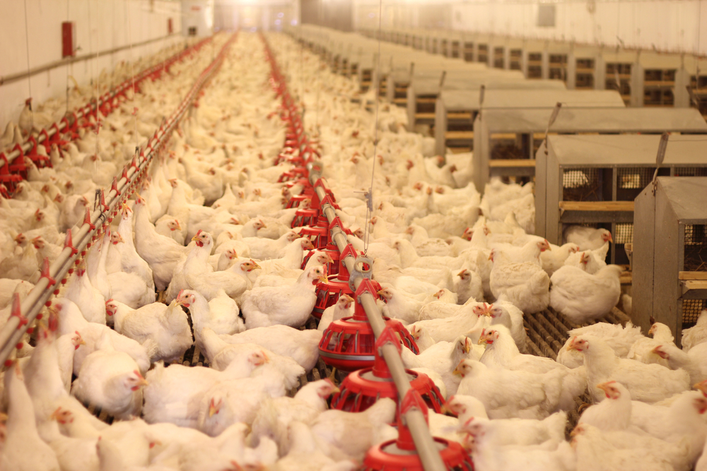 Предприятия «куриного магната» Баскина стали лидерами по производству мяса птицы в Беларуси