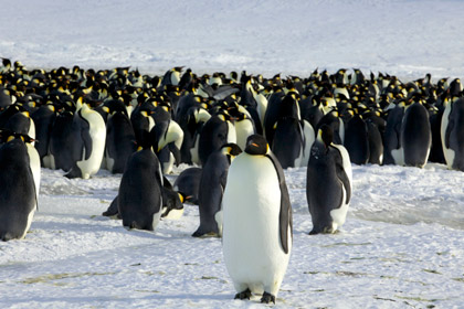 Помет заставил ученых пересмотреть взгляд на пингвинов