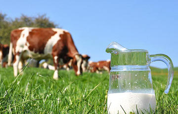 Белорусское молоко для России - и стронций в придачу?