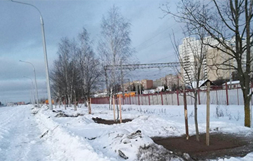 В Минске высаживают деревья в мороз