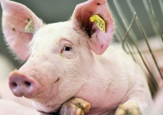 Беларусь запретила ввоз свинины из пяти регионов Китая из-за АЧС