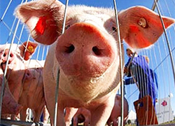 Жители Чечерского района сообщают об африканской чуме свиней