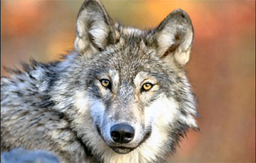 Волк напал на пенсионерку в Сенненском районе
