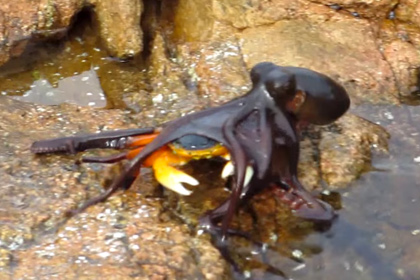 Схватку краба с осьминогом на суше сняли на видео