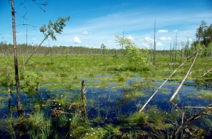 Форум Восточного партнерства вступился за белорусские болота