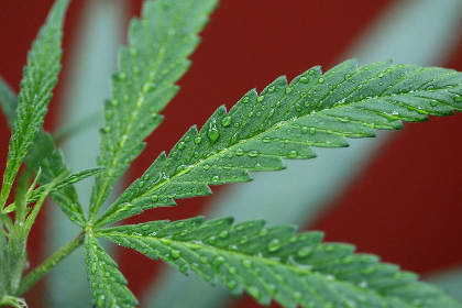 Штат Нью-Йорк легализует продажу марихуаны в лечебных целях