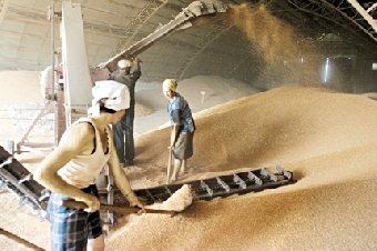 Валовой сбор зерна в Беларуси составил 9 млн.т