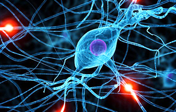 Ученые:  Нервные клетки восстанавливаются в любом возрасте