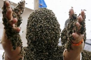 В Мстиславском районе пчелы озверели