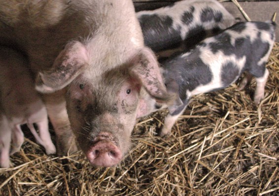 Частники возрождают белорусское свиноводство