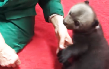 В Витебском зоопарке спасают двух медвежат 