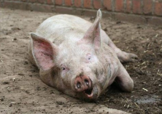 Беларусь усиливает контроль на границе с Польшей из-за свиной чумы