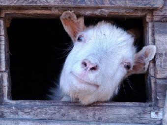 Беларусь запретила ввоз мяса коз и овец из Забайкальского края