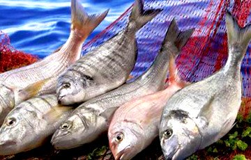 Беларусь помогла Норвегии побить рекорд по экспорту рыбы