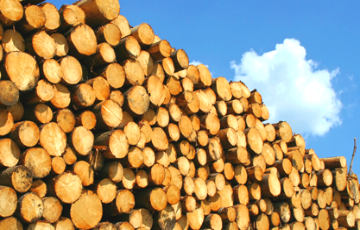Итоги «модернизации»: предприятия не могут переработать древесину